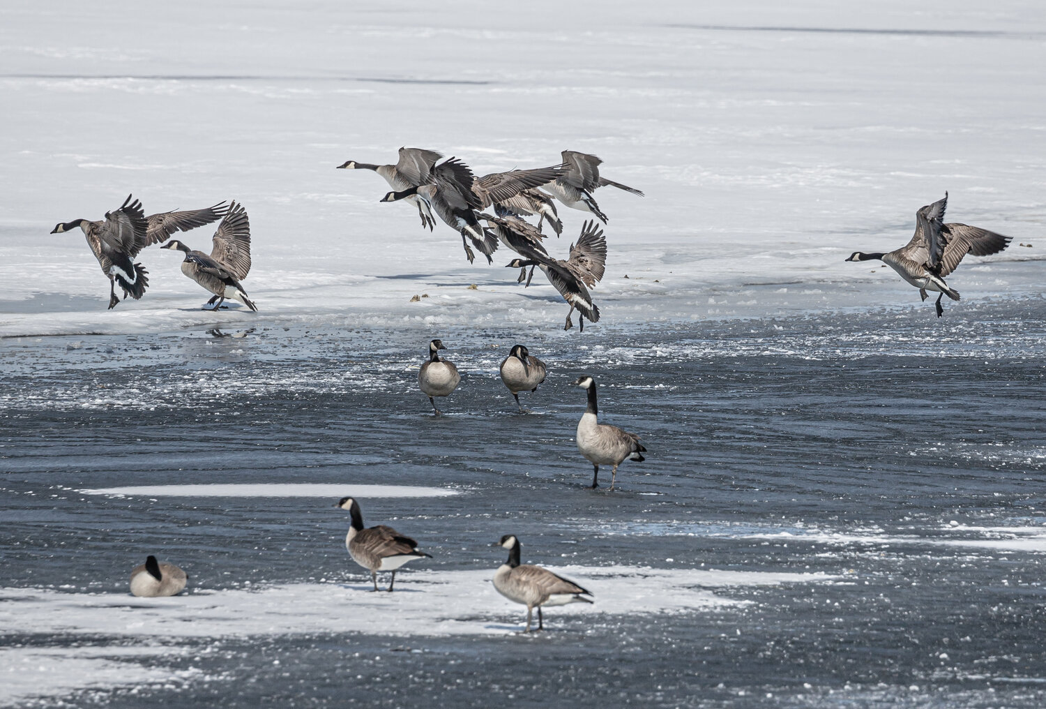 Split Reed Goose Success on the Ice - Split Reed