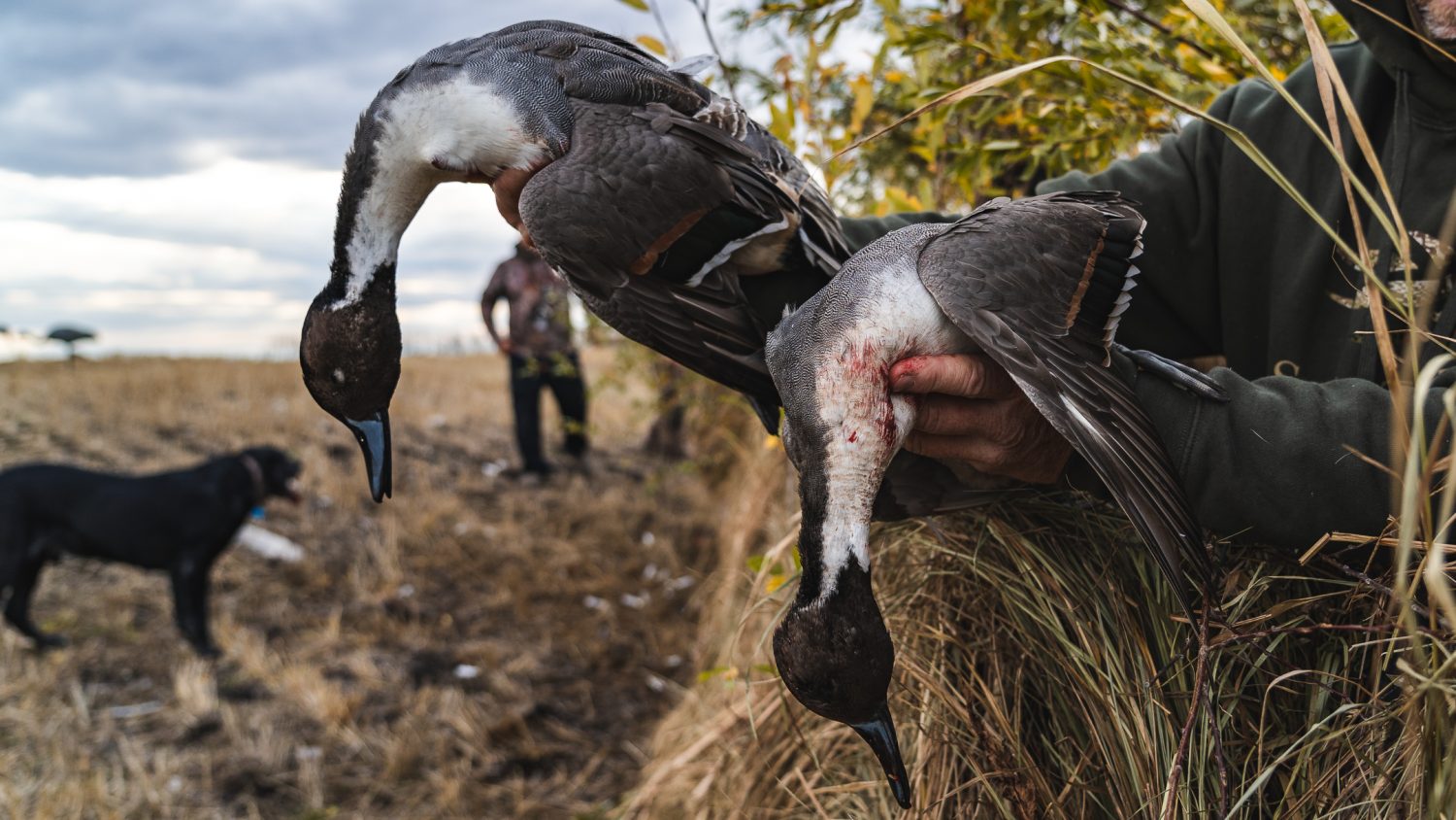 Notable Regulation Changes for the 2025-2026 Waterfowl Season - Split Reed
