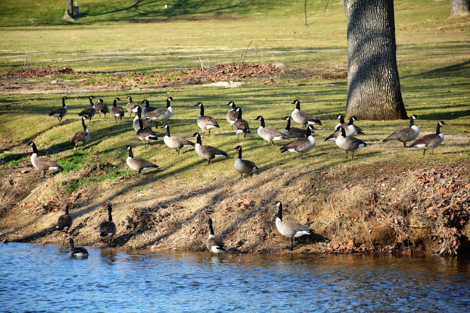 Split Reed Goose North Dakota Town to Hold Public Goose Hunt on Municipal Golf Course ...