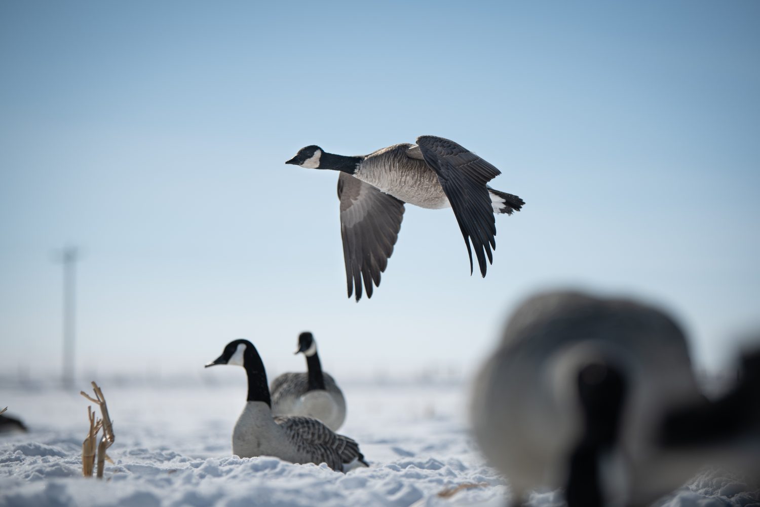 Waterfowl Reed Overtime: 5 Ways to Extend Your Waterfowl Season - Split Reed