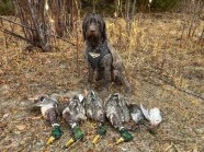 5 Best Duck Dog Breeds Other Than Labs Split Reed 5 Best Duck Dog Breeds Other Than Labs Split Reed